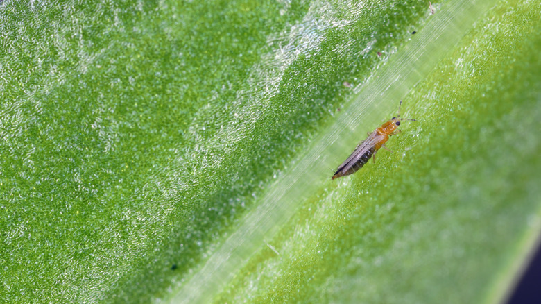 Closeup of a Western flower thrip on a leaf