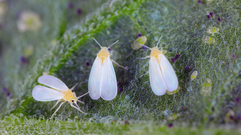 Magnified shot of three whiteflies on a plant