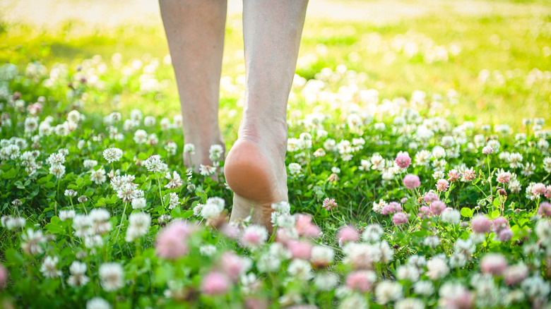 Person walking barefoot over a lawn with white and pink clover flowers