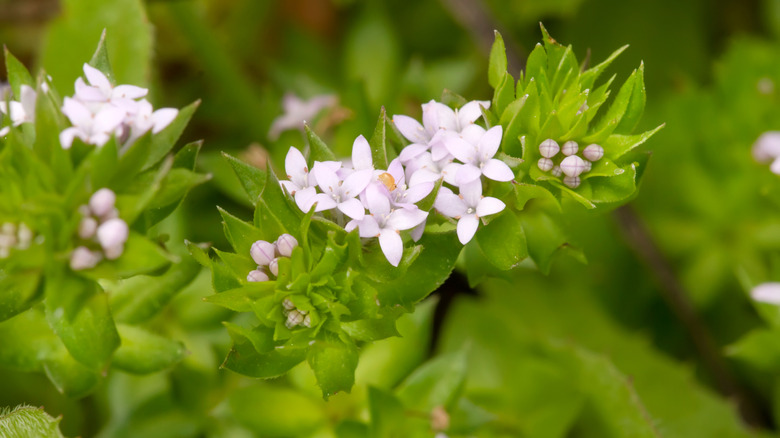 Field madder plant with white-pink flowers