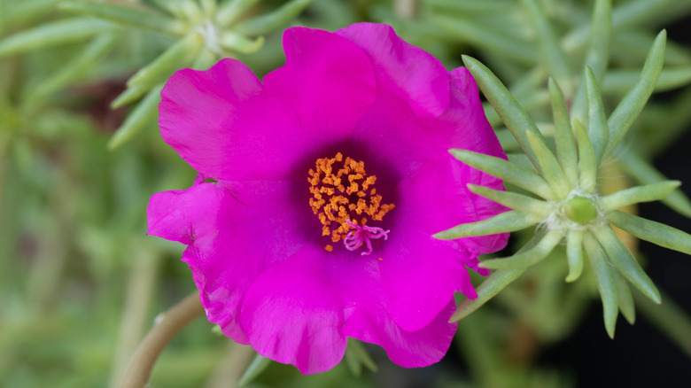 A deep fuchsia flower of a pink purslane plant