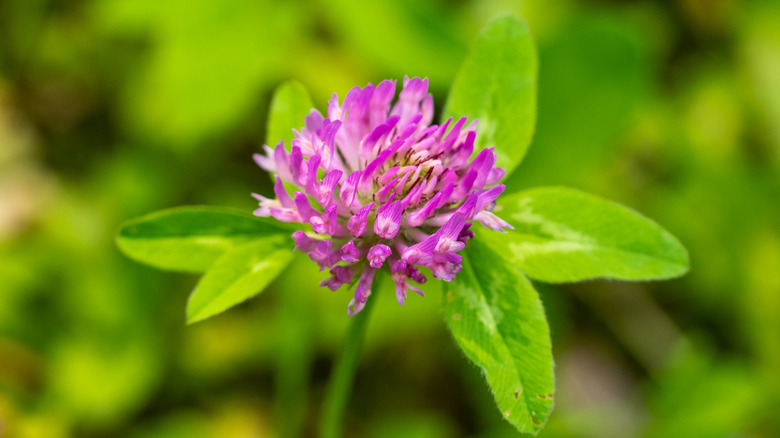 Clse up of red clover with green leaves in background