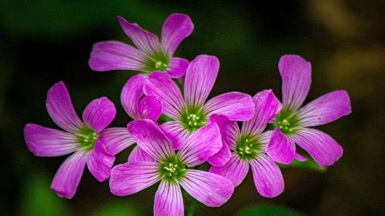 A cluster of five-petaled wood sorrel flowers in bloom