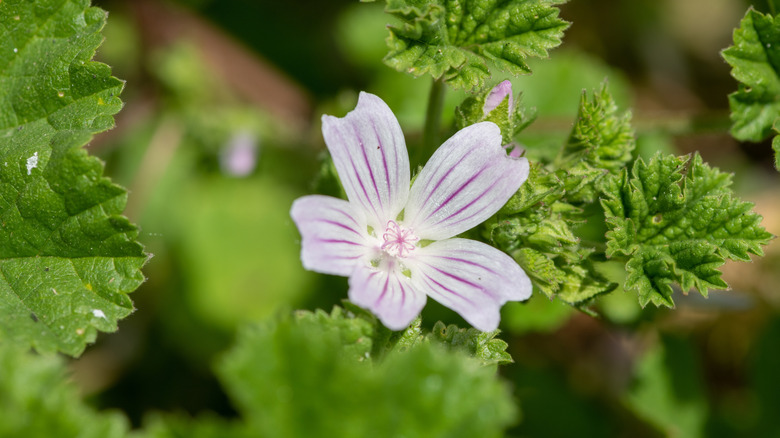 A pink and white flower and green leaves of a common mallow plant