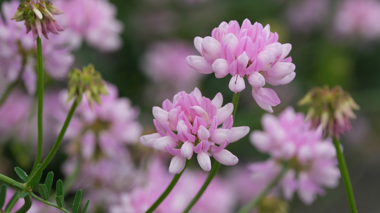 Crown vetch in bloom, with pink flowers