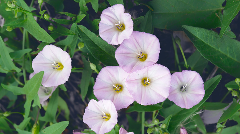 Field bindweed with pale pink white flowers
