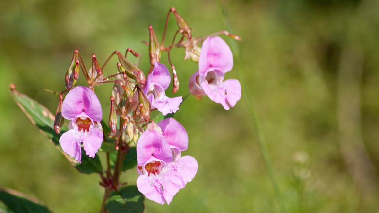 Multiple pink blooms of Himalayan balsam