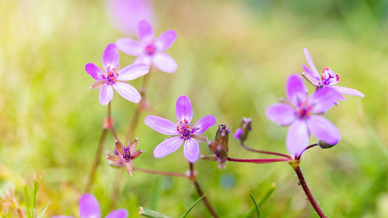 Redstem filaree with small pink flowers and red stems
