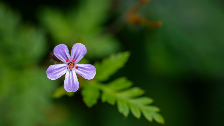 A single flower of shining geranium, with five purple-pink petals