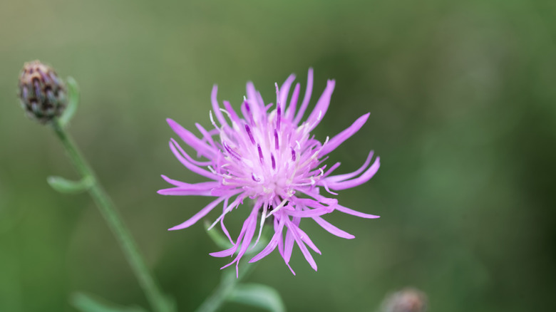 Spotted knapweed in bloom with a spiky pink flower