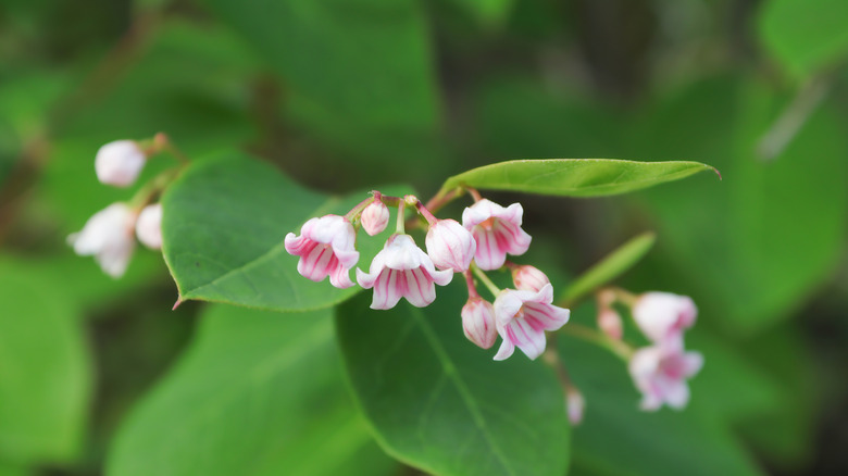 Spreading dogbane with tiny bell-shaped pink flowers