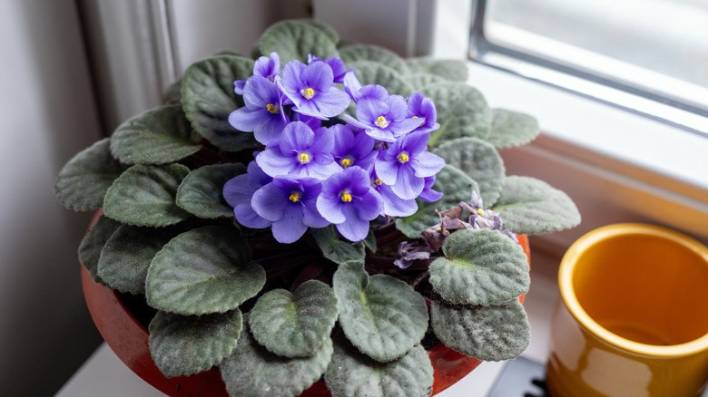 Blooming African violet plant in a decorative pot next to a window