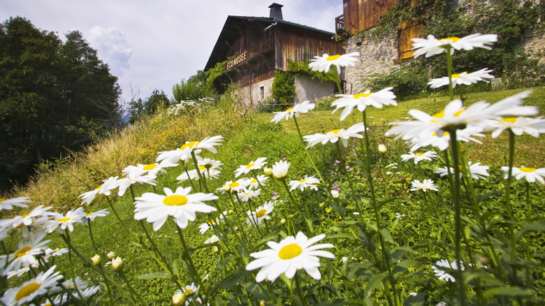 Daisies growing in a yard near an old barn