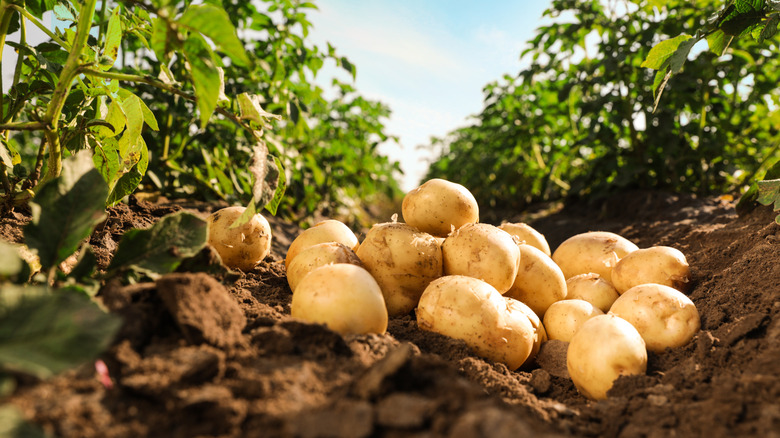 pile of potatoes in the soil of a garden