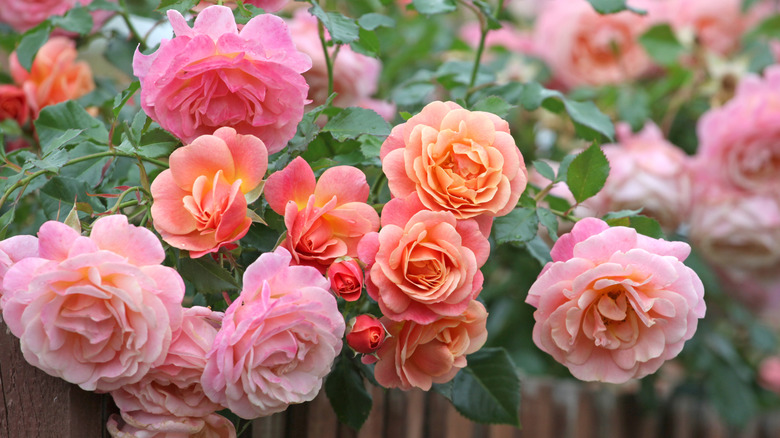 pink and orange roses growing on a bush together