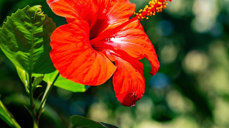 A bright red hibiscus flower growing in the sunlight