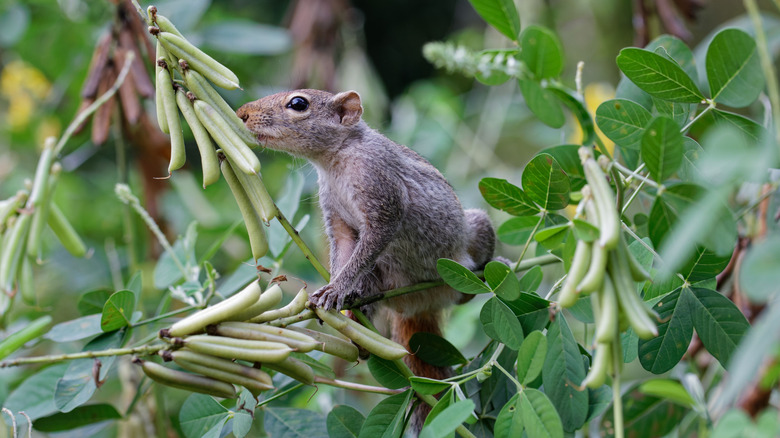 A squirrel sitting on some branches surrounded by bean pods.