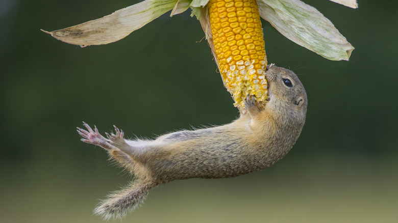 A squirrel hanging off of a corn stalk nibbling at its kernels.
