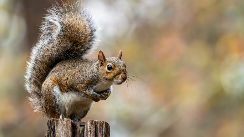 A squirrel sitting on a tree stump contemplating his attack on your garden.