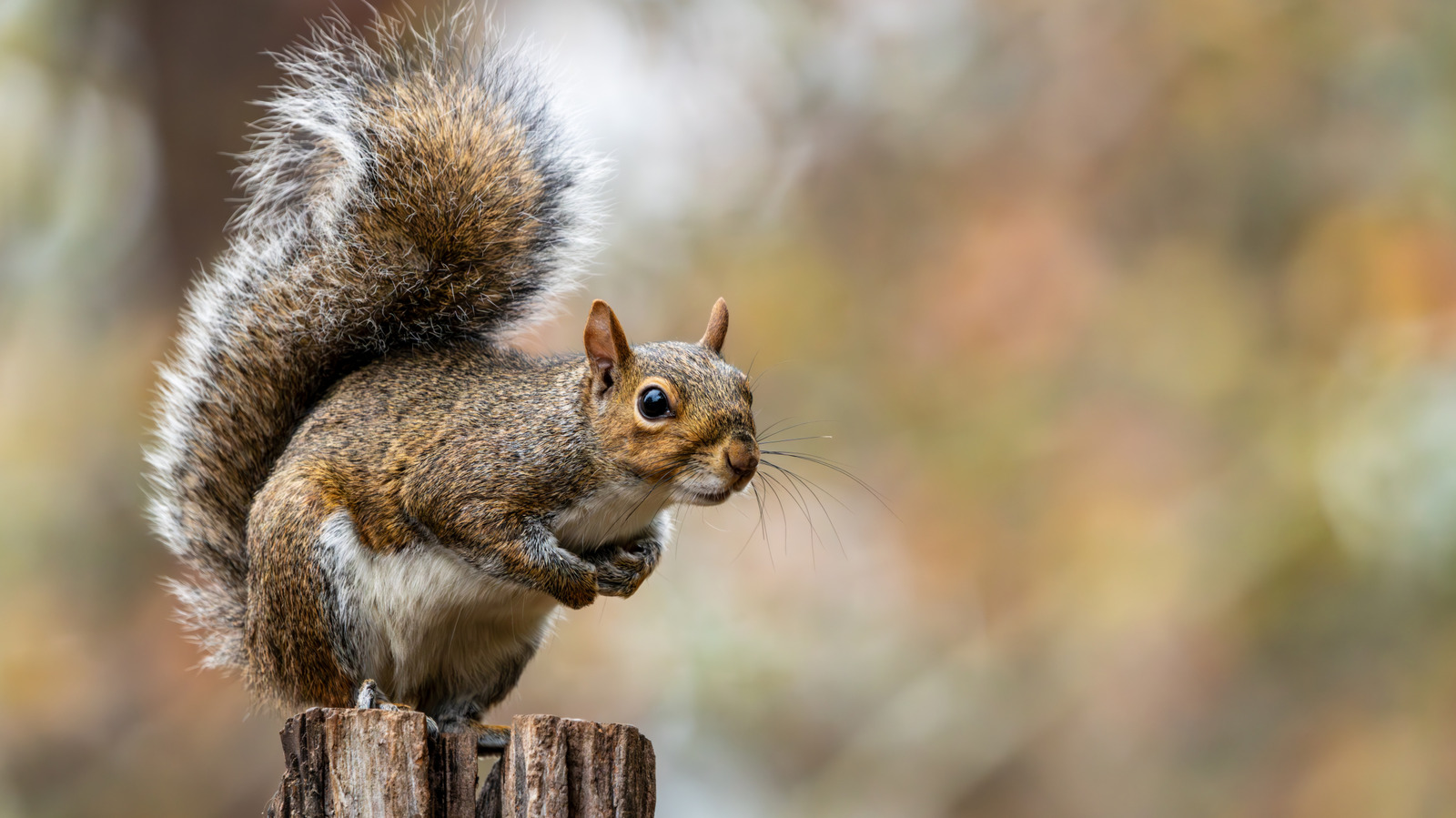 8 Plants To Steer Clear Of If You Want To Avoid Attracting Squirrels To Your Garden