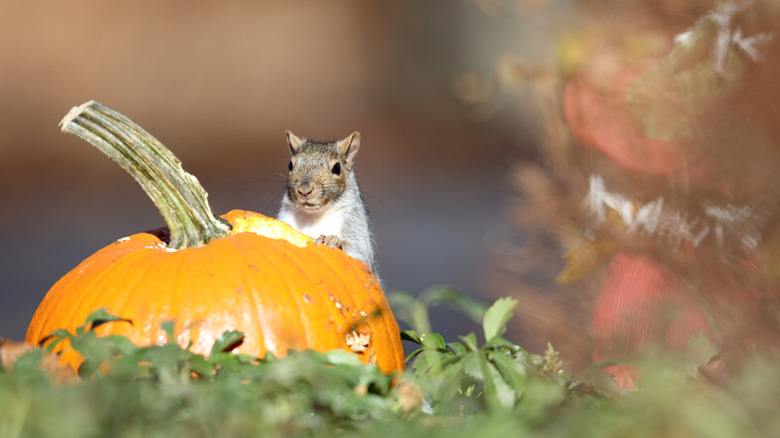 A squirrel eating into a garden pumpkin, he looks up at the camera knowing he's caught.