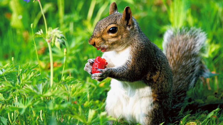 A cute squirrel devouring a delicious strawberry in a garden.