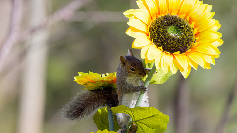 A squirrel hanging off of a sunflower stem about to nibble on it.