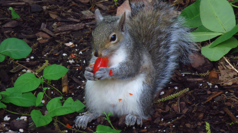 A beautiful, fat squirrel sitting in a garden eating on a small tomato.