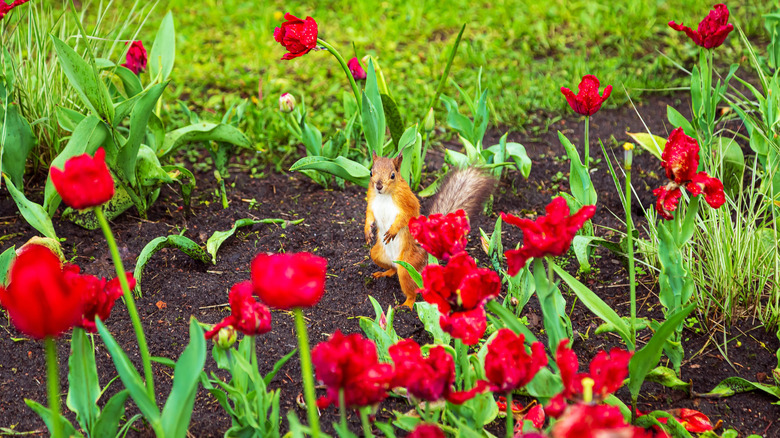 A squirrel standing in a garden of blooming red tulips.