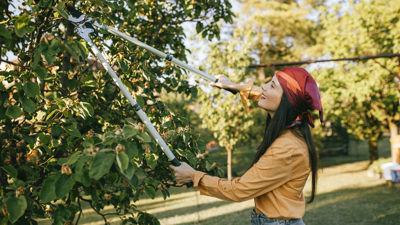 A person pruning a tree using long-handled loppers