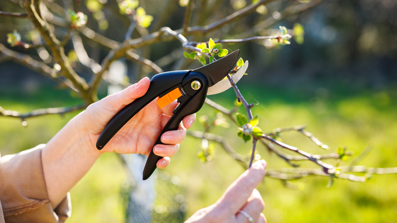 A person pruning tree with fresh, new spring growth
