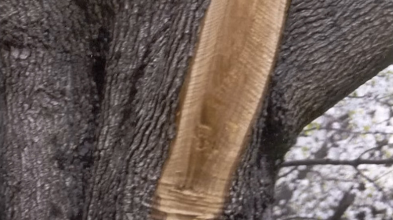 A tree trunk showing a large wound because a branch has been cut too close and taken off the bark