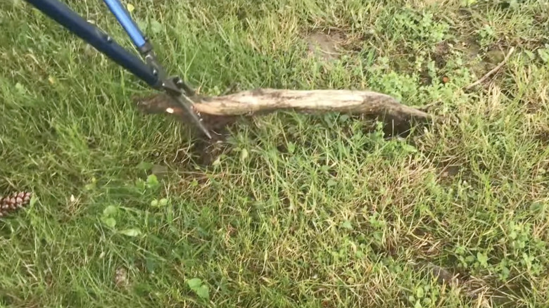 A person trimming a thick tree root with loppers