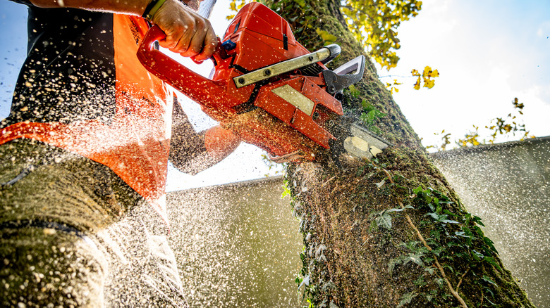 A lumberjack topping a tree by cutting the main trunk