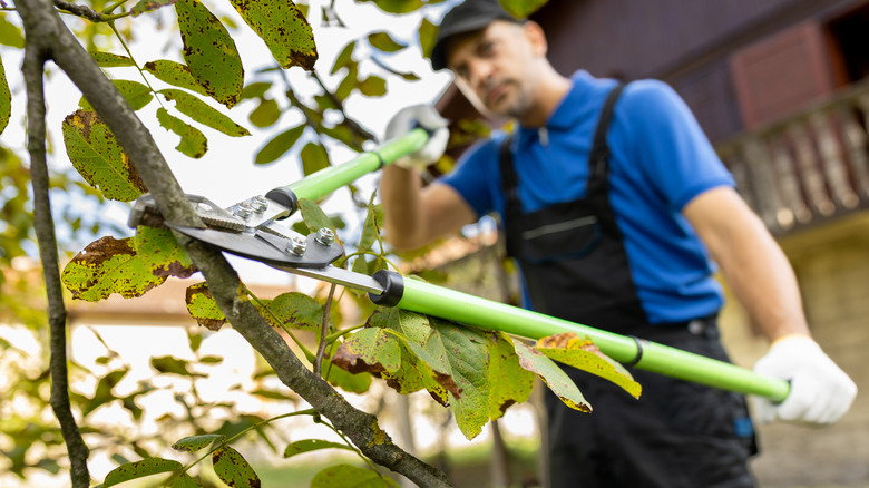 A person pruning a tree in the summer