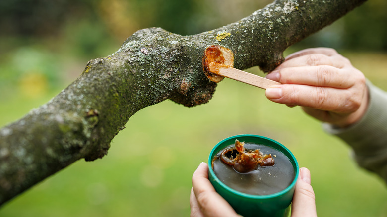 A person applying pruning paint onto an open wound
