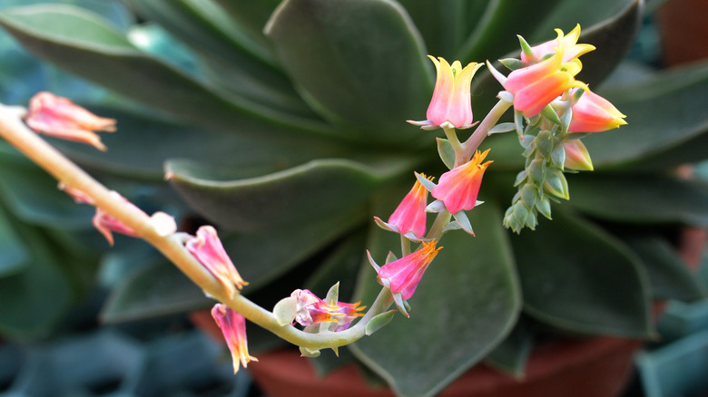 A succulent with a long flower stem