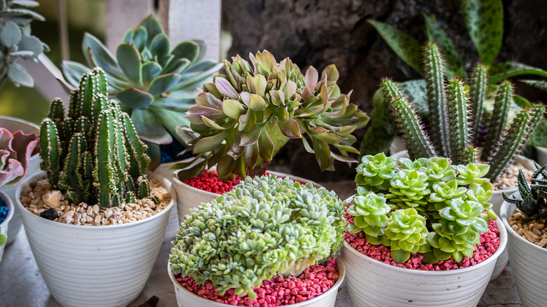 8 Pruning Tips & Tricks That Keep Your Succulents In Tip-Top Shape