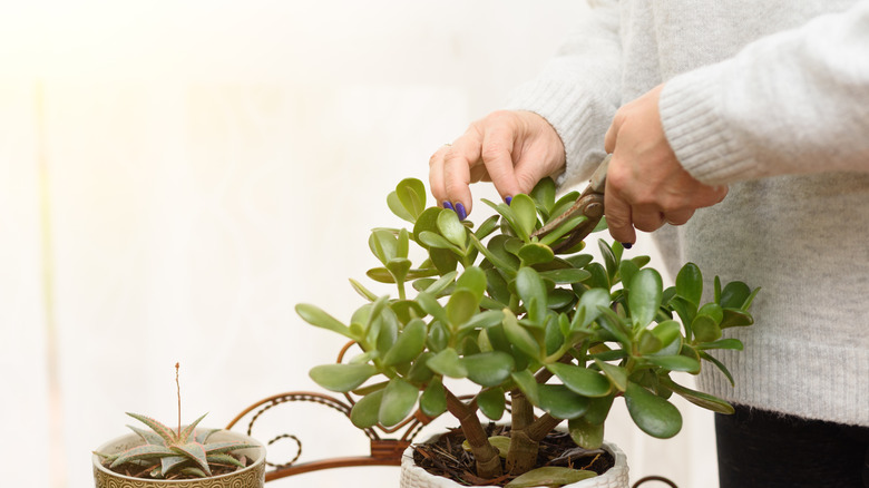 A person with a pair of pruning shears cutting a succulent stem on a downward angle