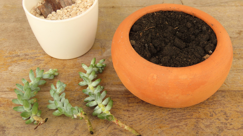 Three succulent cuttings sitting on a wooden table next to a terracotta pot with soil and another pot filled with vermiculite