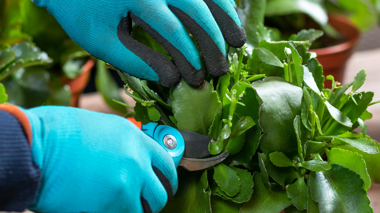 A person wearing gloves while pruning a succulent