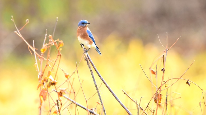 Blue bird on a branch