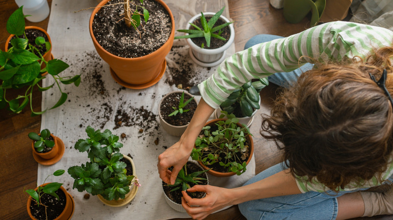 A woman tending to houseplants