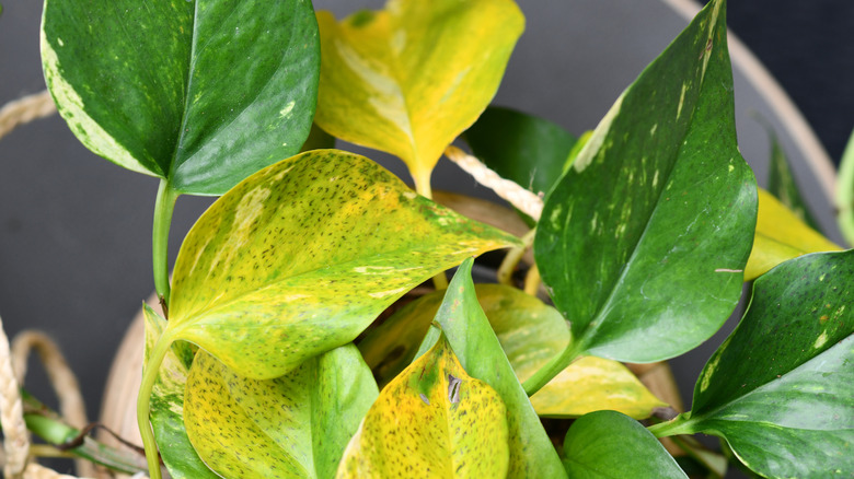 A pothos with yellowing leaves.
