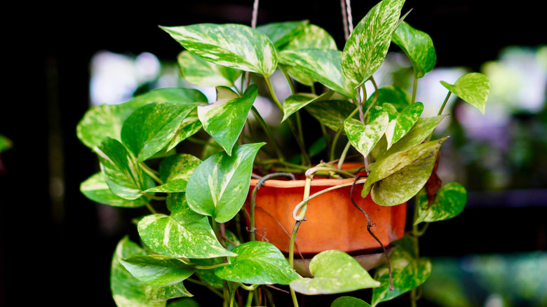Hanging pothos plant.