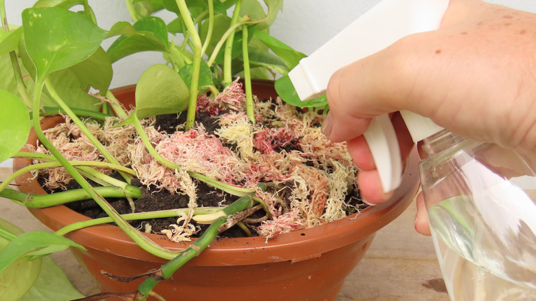 A homeowner spraying their pothos plant.