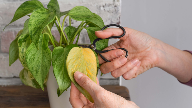 A woman pruning her pothos plant