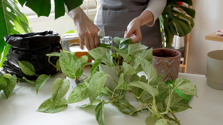 A woman watering her pothos