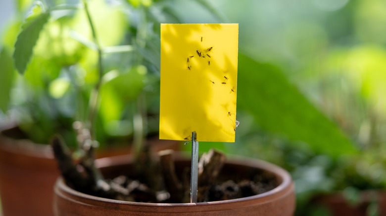 Pests on a houseplant