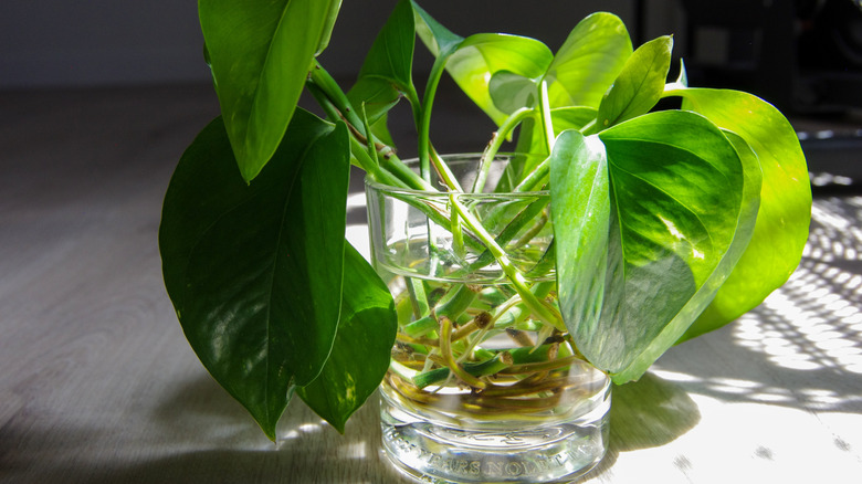Pothos cuttings in direct sunlight.